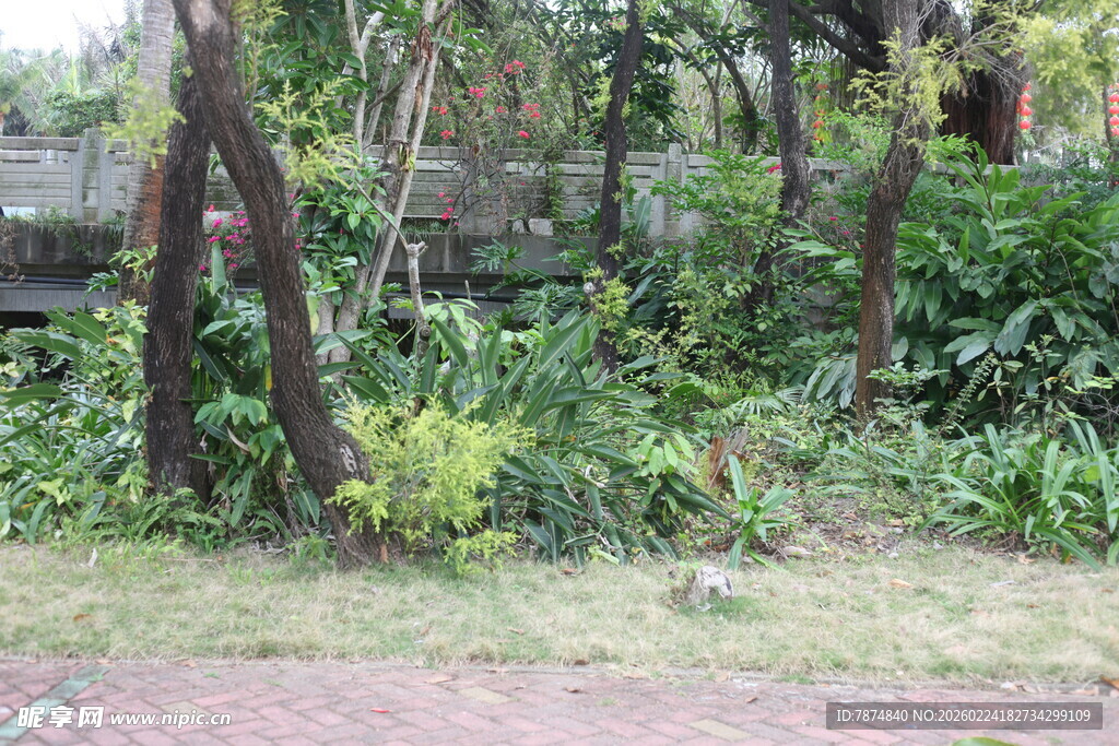 繁茂绿植环绕的自然角落