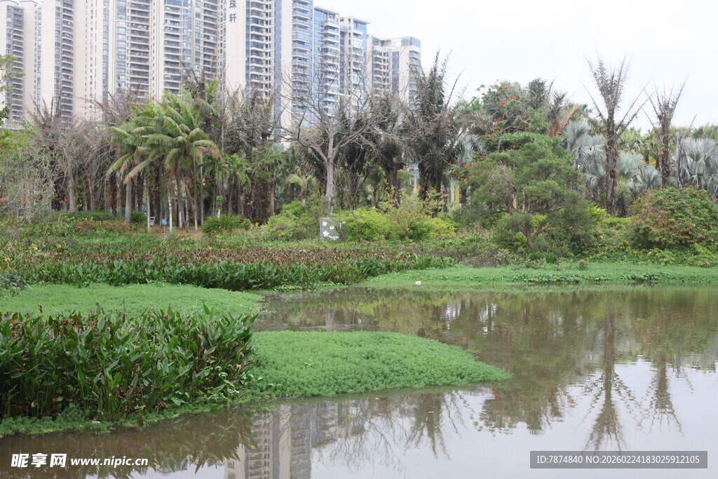 城市中的静谧湿地景观