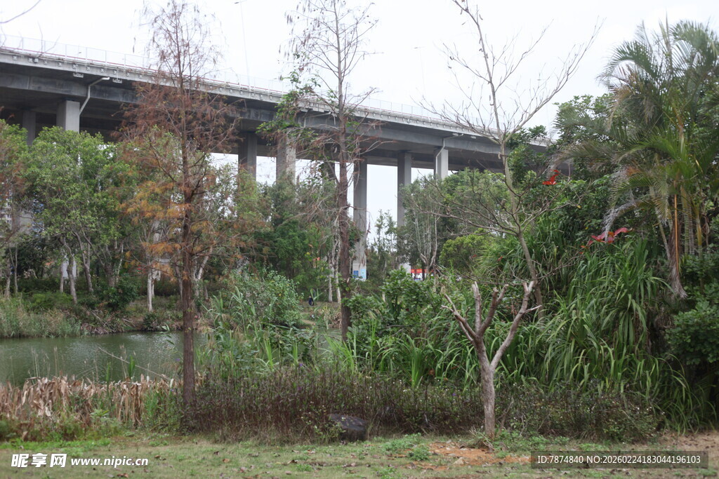高架桥旁的繁茂绿植景观