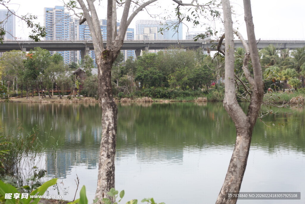 湖畔树木与远处城市景观