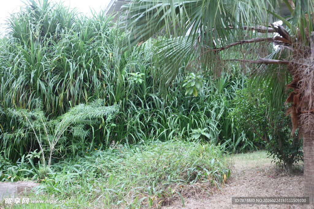 茂密绿植中的小径