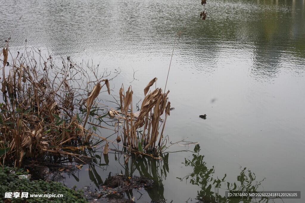 湖畔残荷 静谧水景
