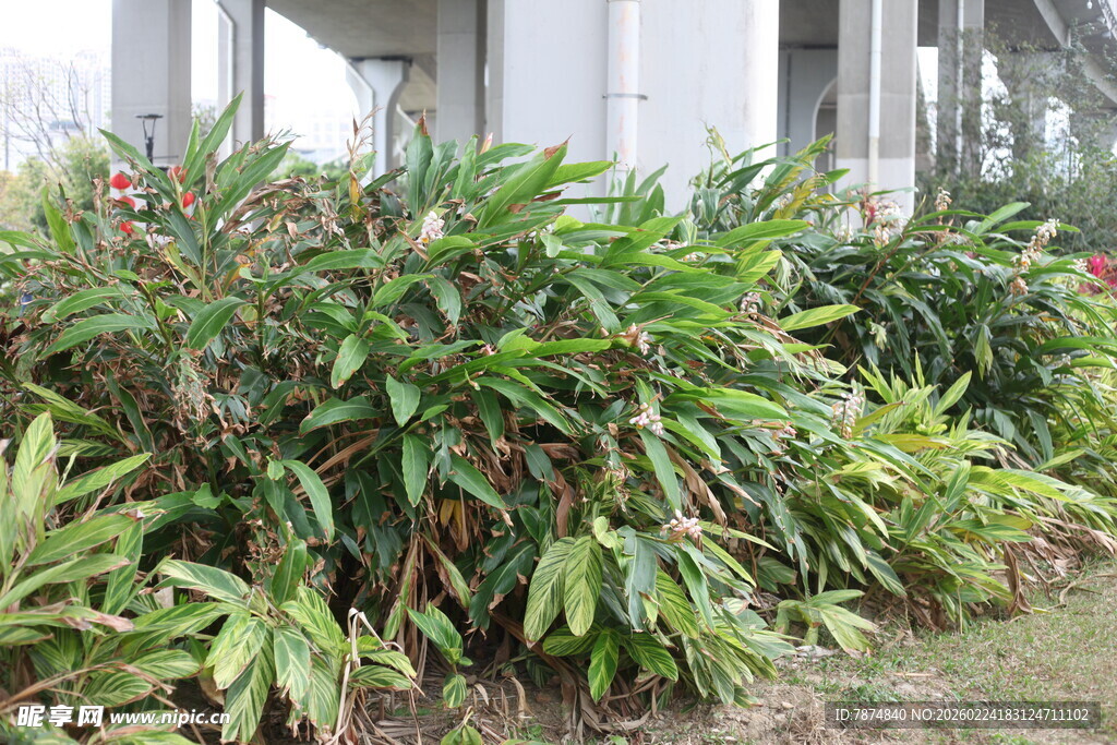 户外繁茂绿植景观