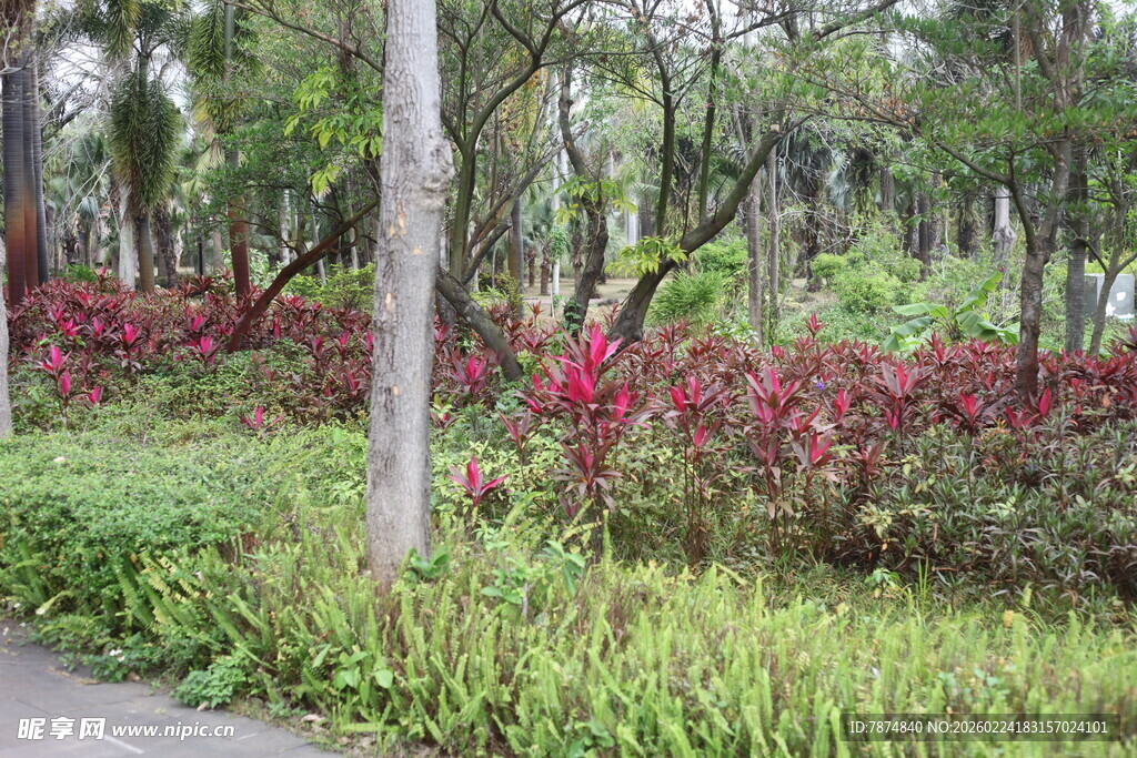 林间繁花似锦的自然景致
