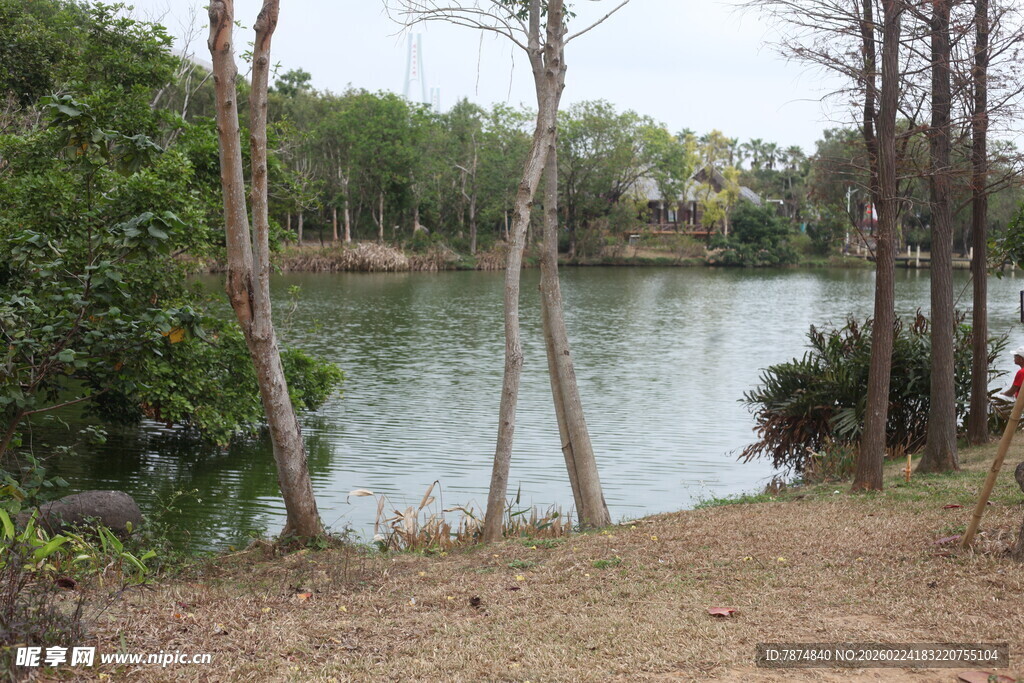 湖畔树林边的自然景致
