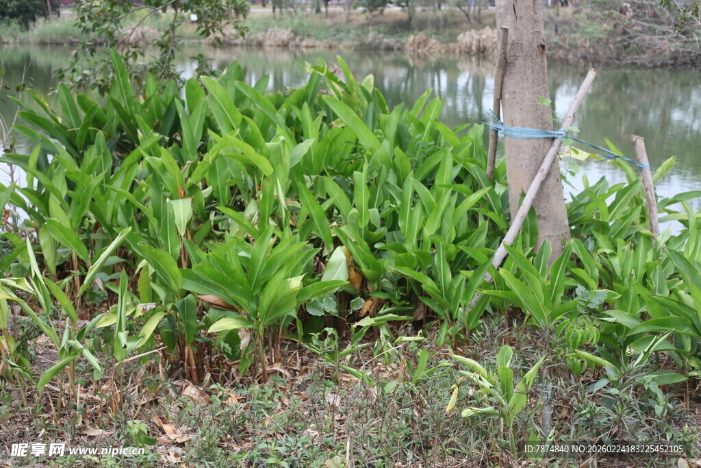 水边繁茂绿植景观