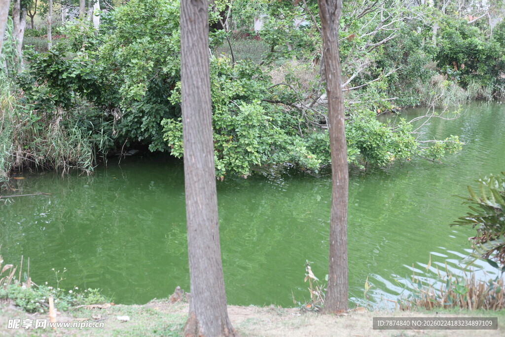 林间绿水畔的静谧景致