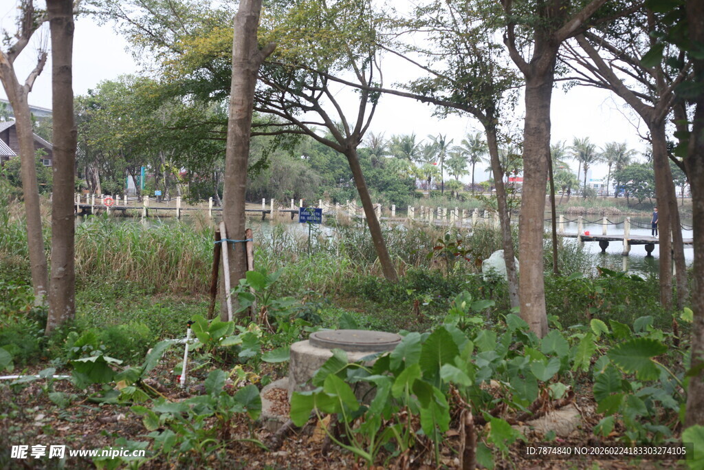 林间绿植与远处景致