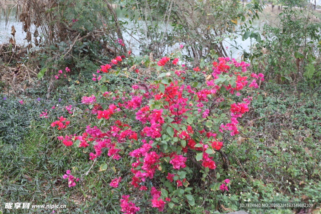 艳丽三角梅绽放于草丛中