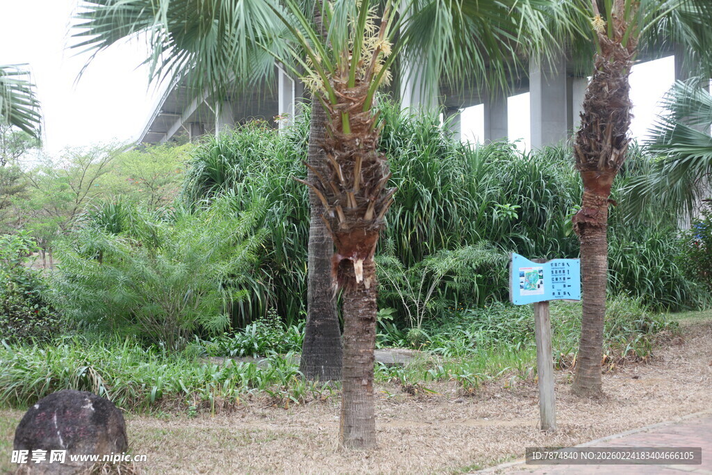 热带植物景观中的指示牌