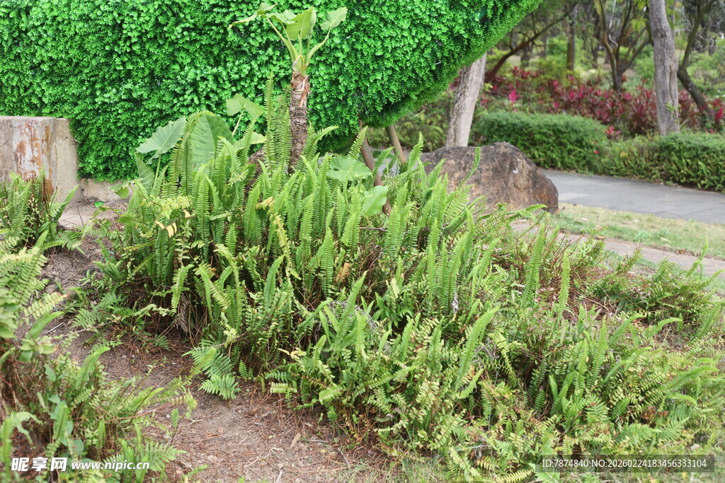 路边绿意盎然的植物景观