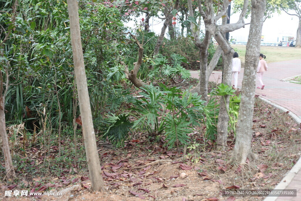 路边树林绿意盎然