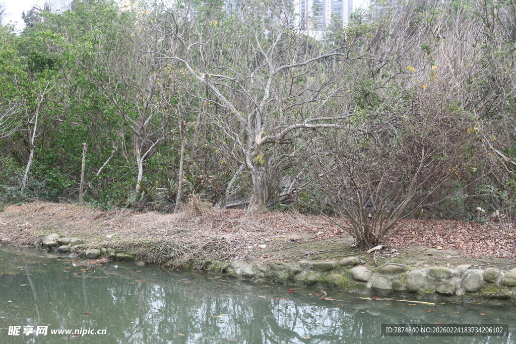 河边枯树林景观