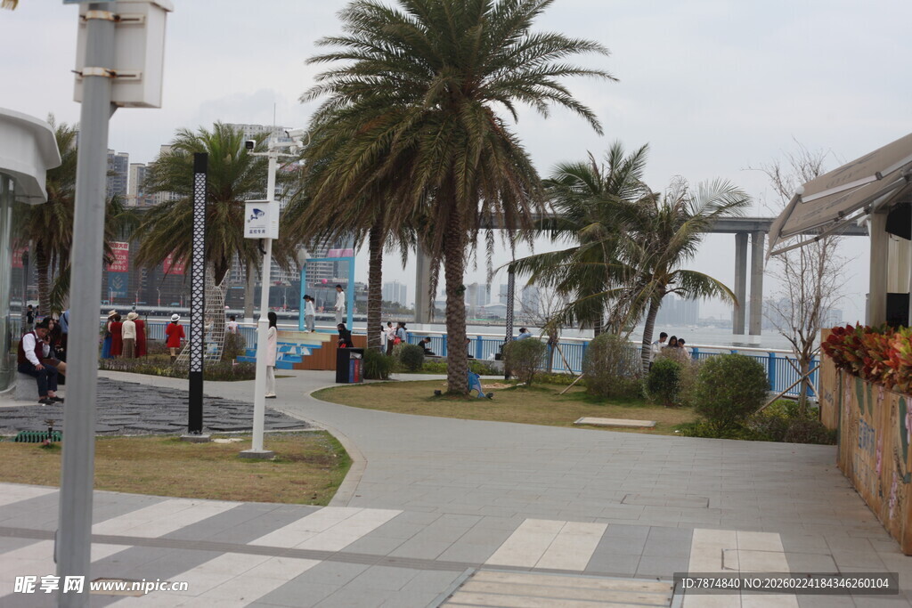 海滨步道旁的棕榈树景观