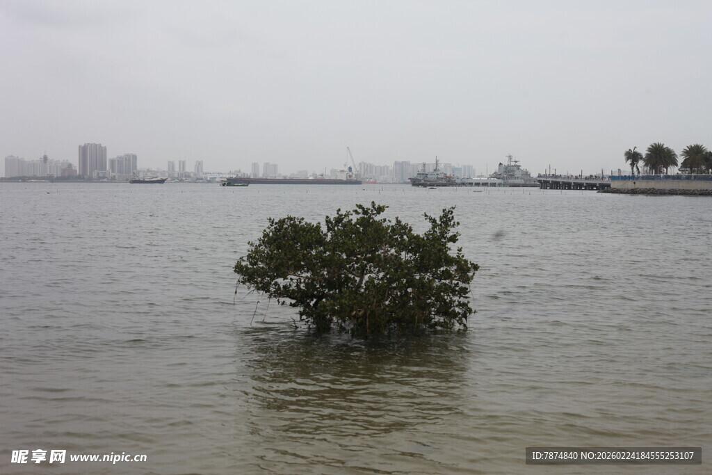 水中孤树 城市背景的景象