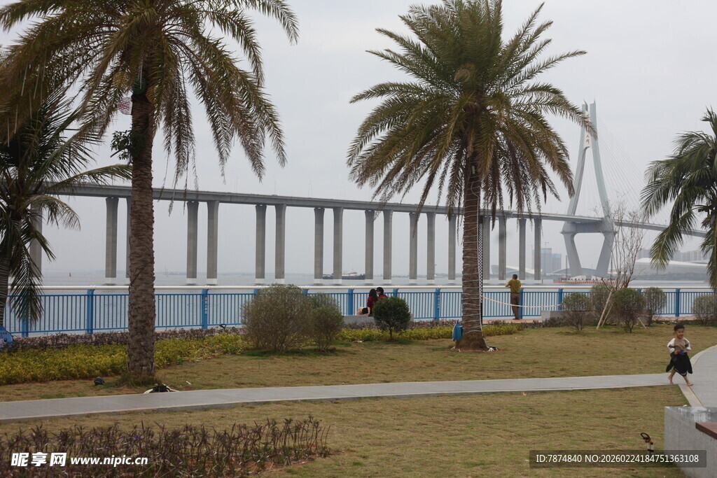 海滨棕榈树旁的跨海大桥