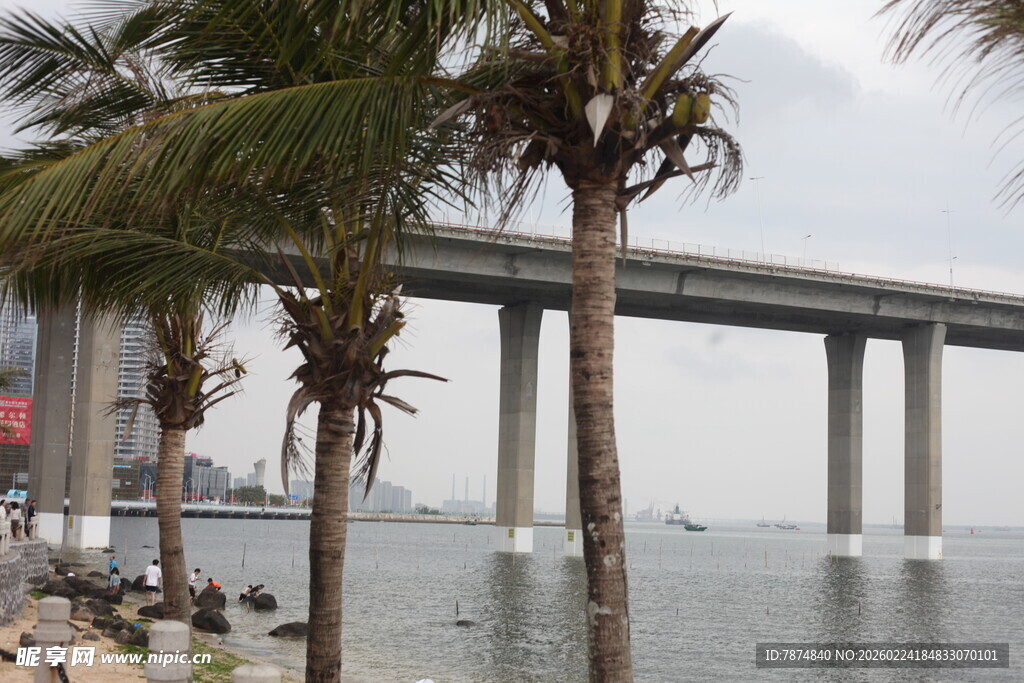 海滨大桥与棕榈树景观