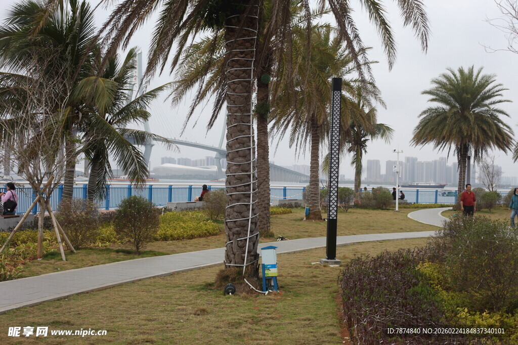 海滨椰树旁的美丽步道