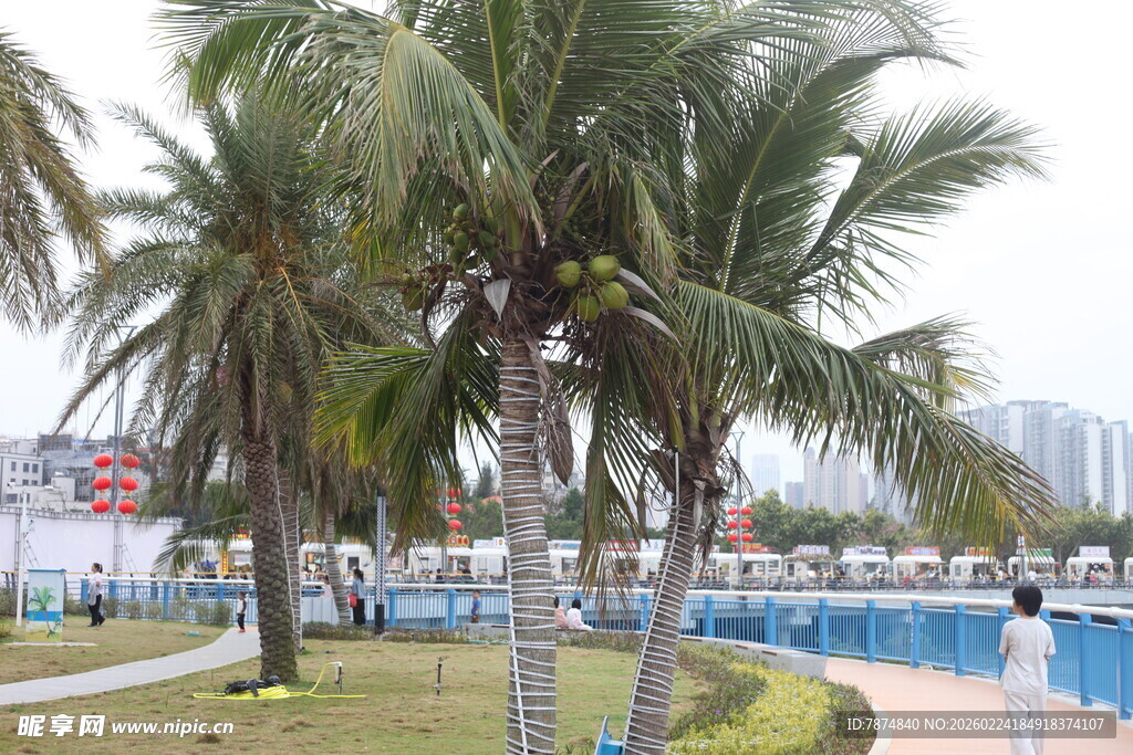 海滨椰树旁的休闲泳池