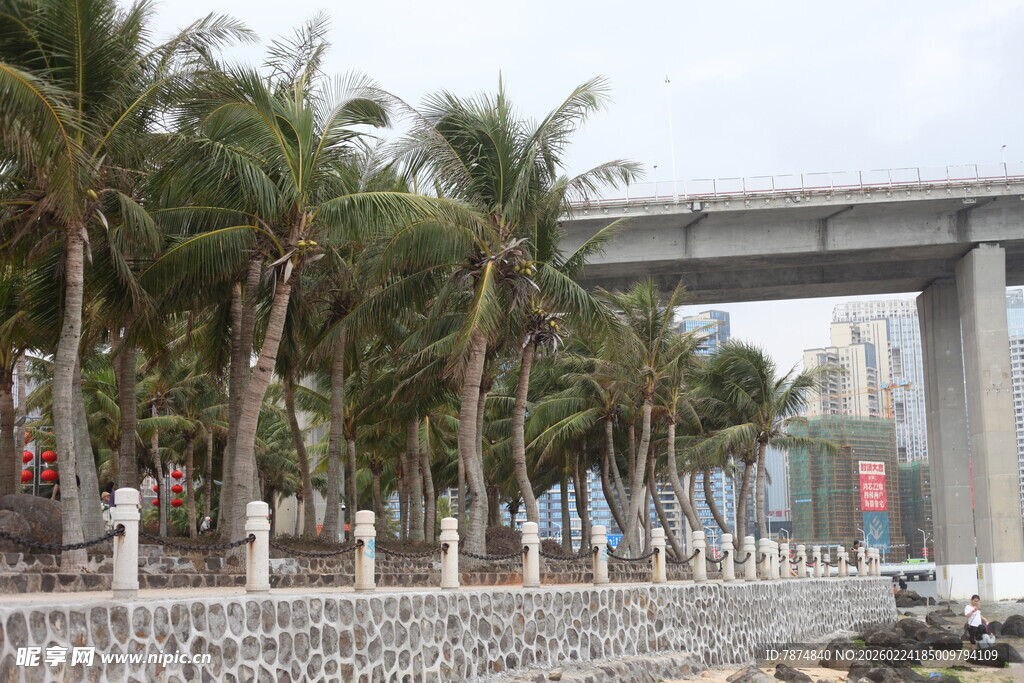 海滨公路旁的椰树景观