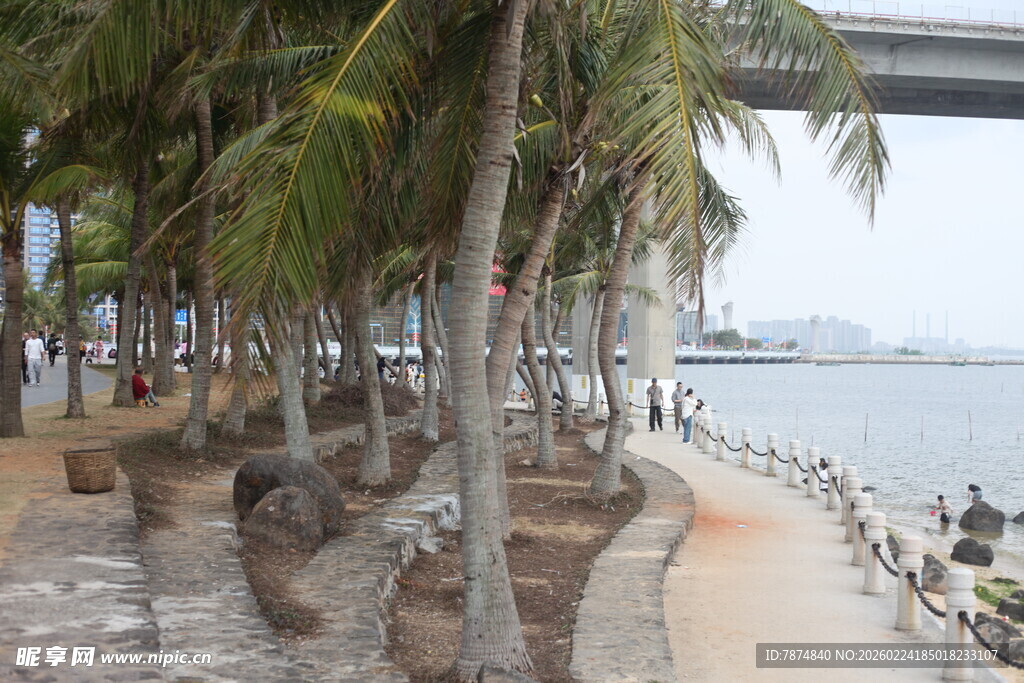海滨步道旁的棕榈树景观