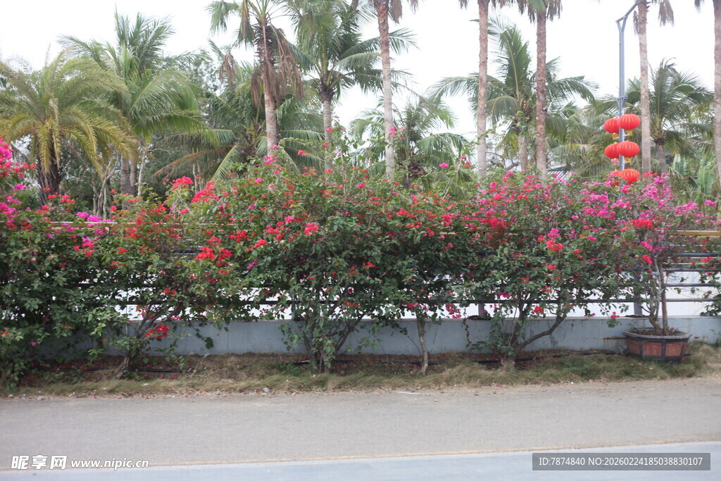 路边繁花与棕榈树景观