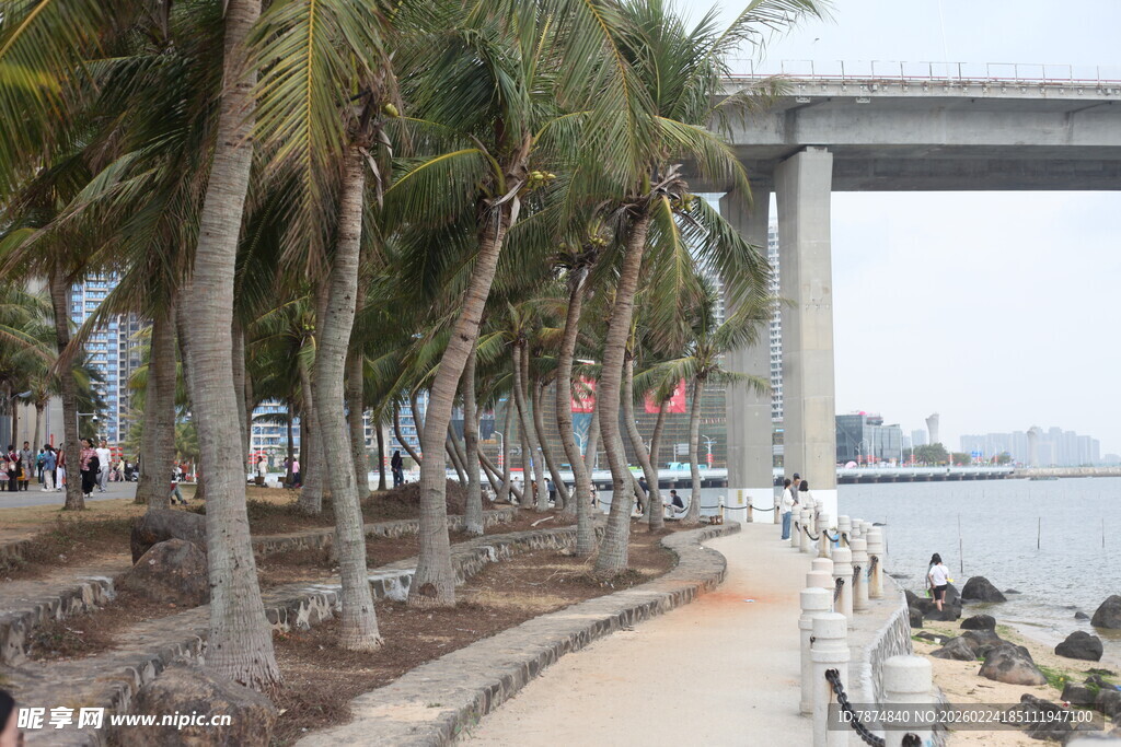 海滨椰树下的步道景观