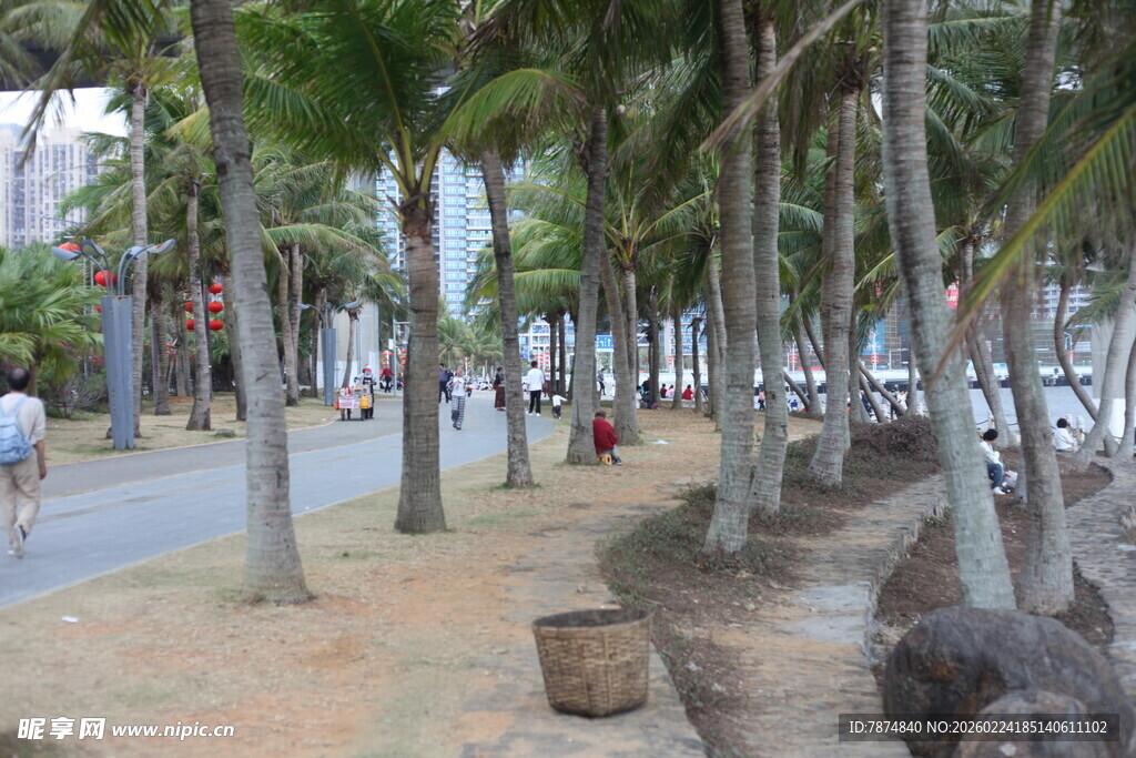 椰林环绕的休闲海滨小道