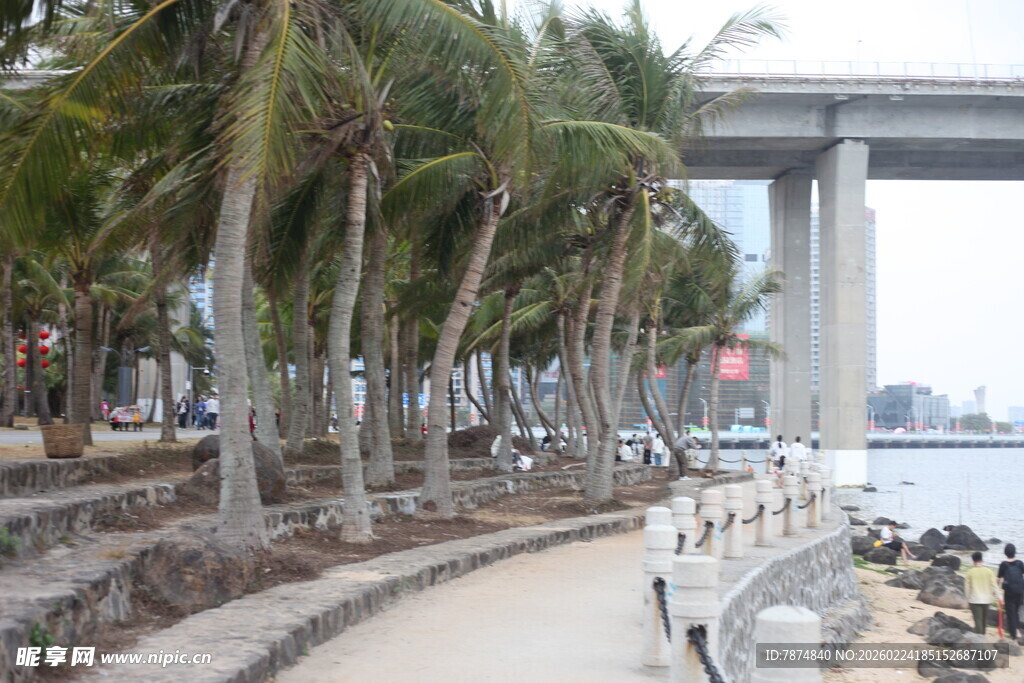 海滨椰林旁的路桥风景