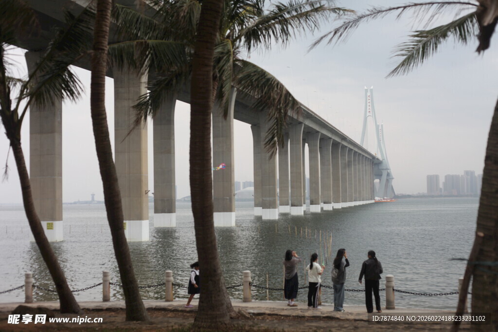 海边椰林下的大桥风景