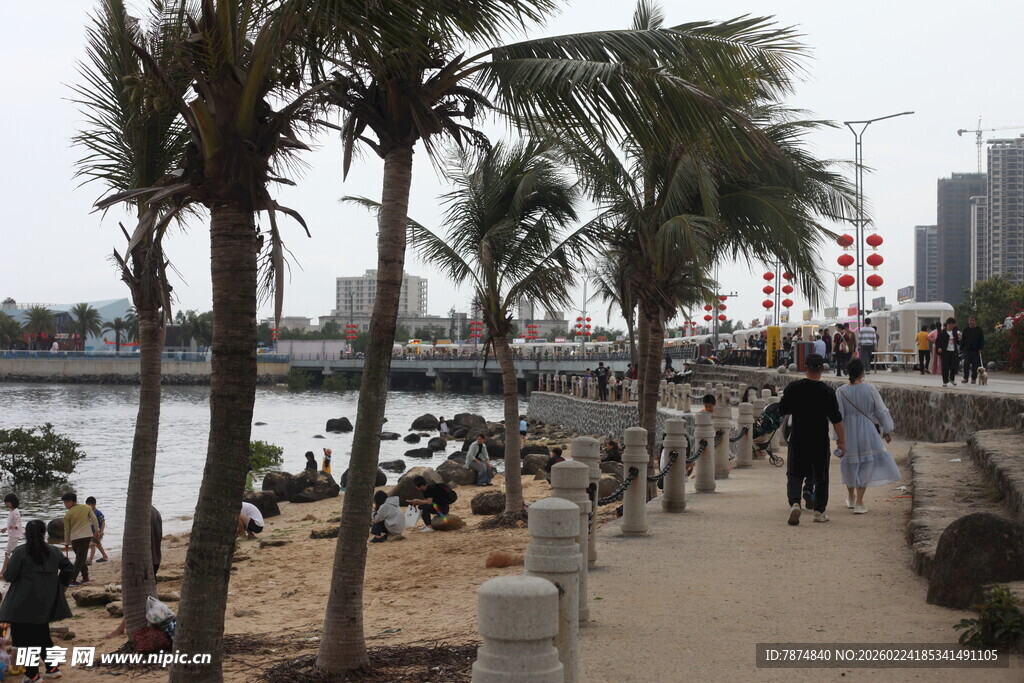 海滨步道旁的摇曳棕榈树