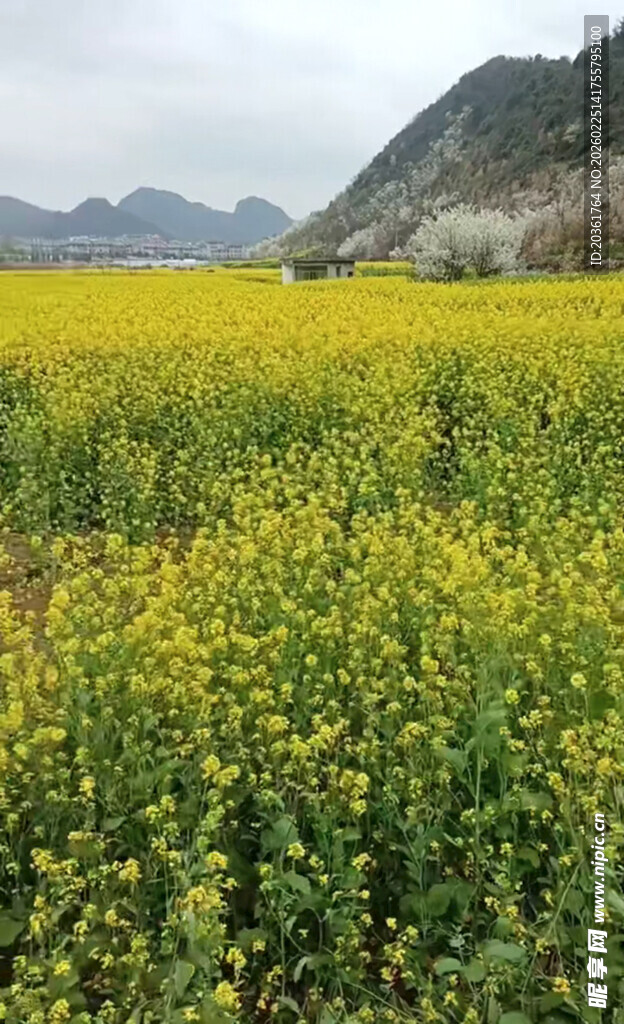 金黄油菜花海映远山
