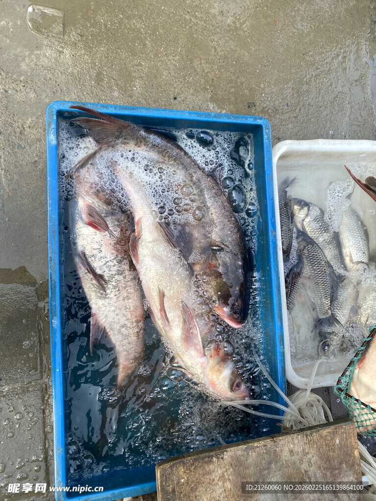 蓝色箱内装满鲜活鱼类