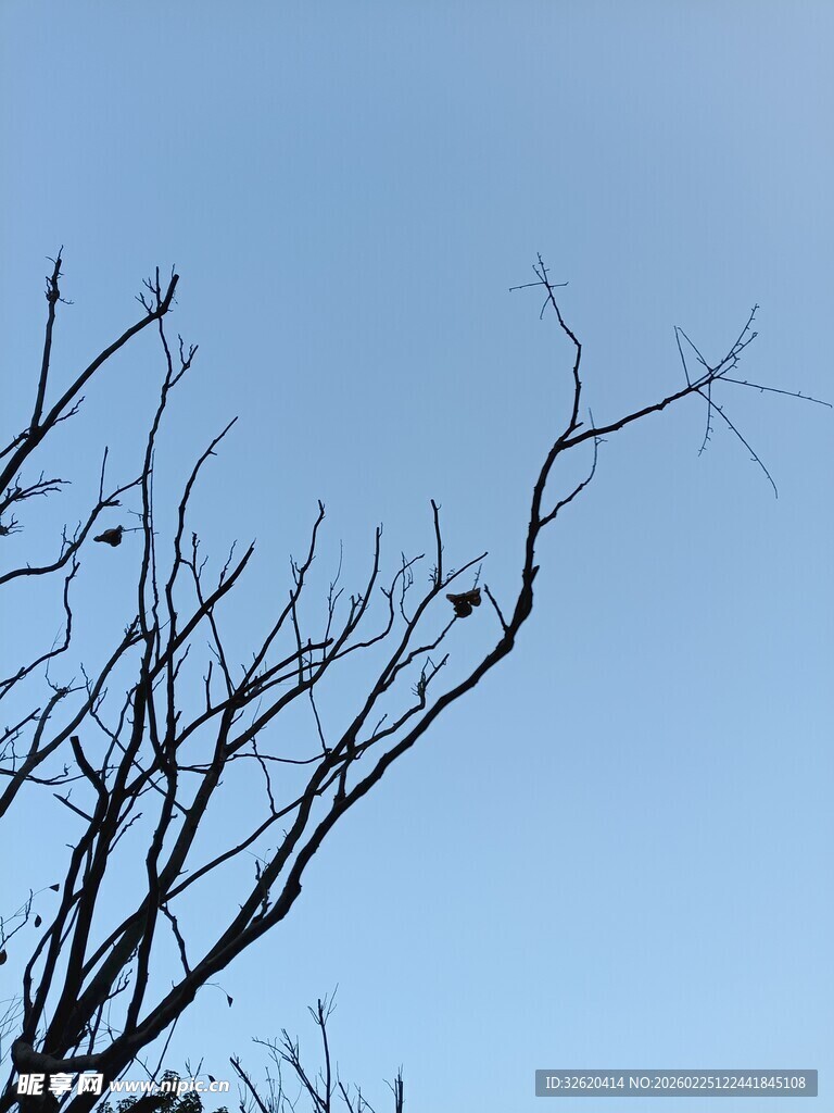 蓝天映衬下的光秃树枝