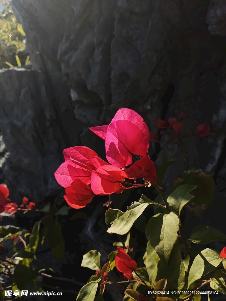 阳光下的艳丽三角梅