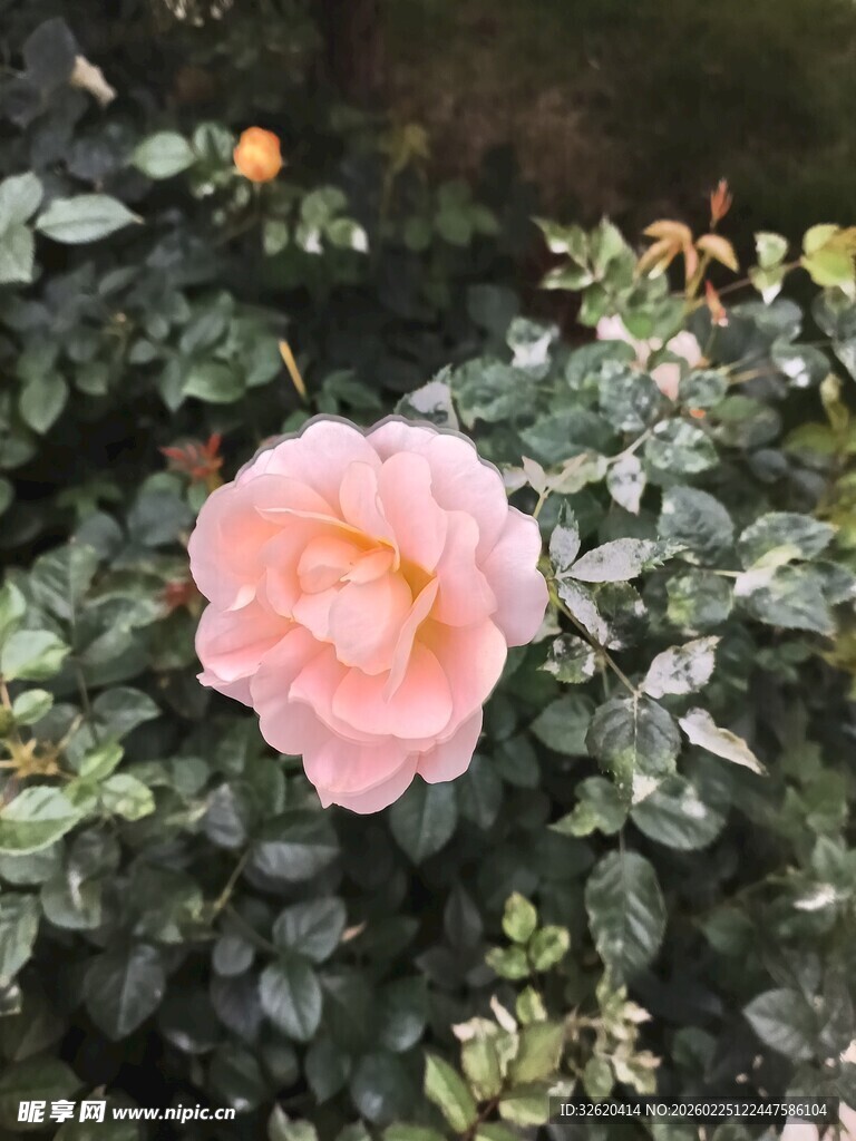 娇艳粉色月季花