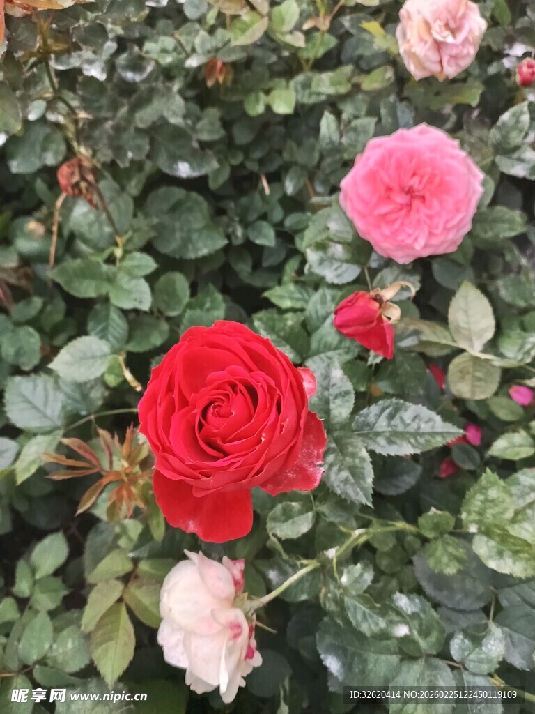 多彩玫瑰