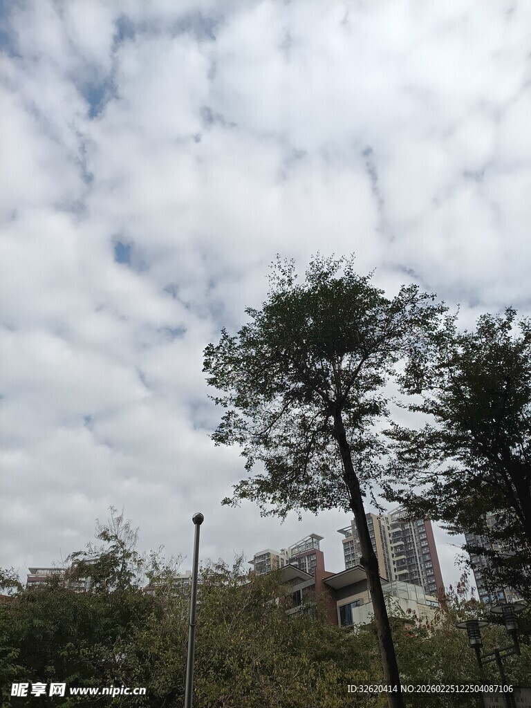 蓝天白云下的绿树景观