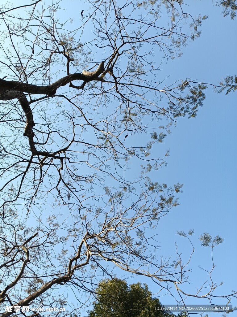 蓝天映衬下的光秃树枝