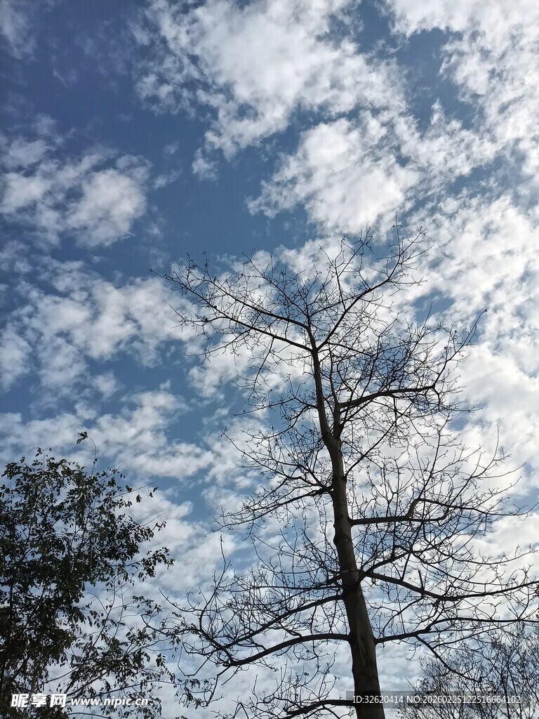 蓝天枯枝景