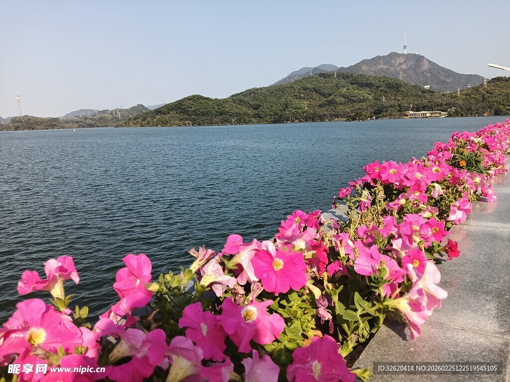 湖畔繁花绽放美景