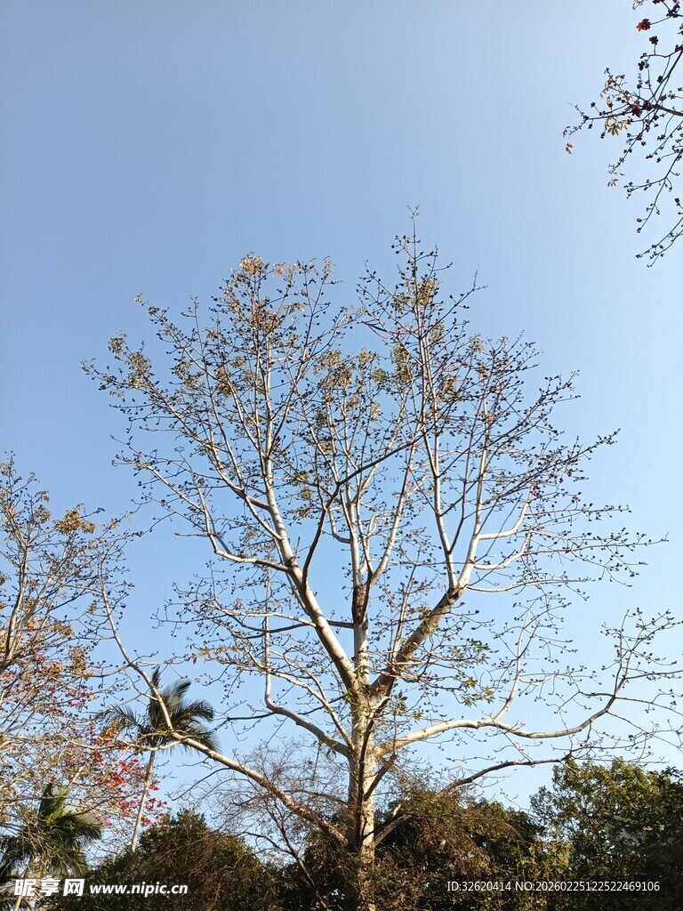 蓝天映衬下的挺拔树木