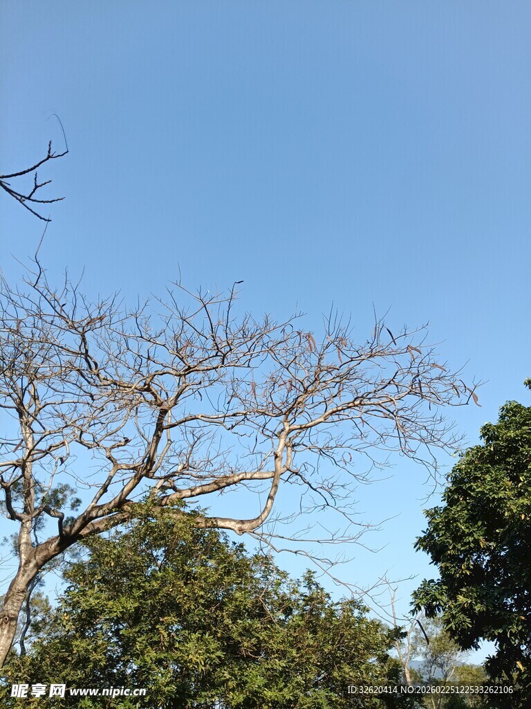 蓝天背景下的光秃树木