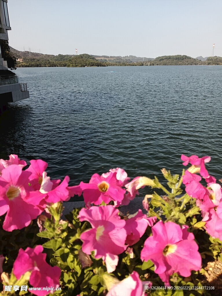 湖畔花丛美景