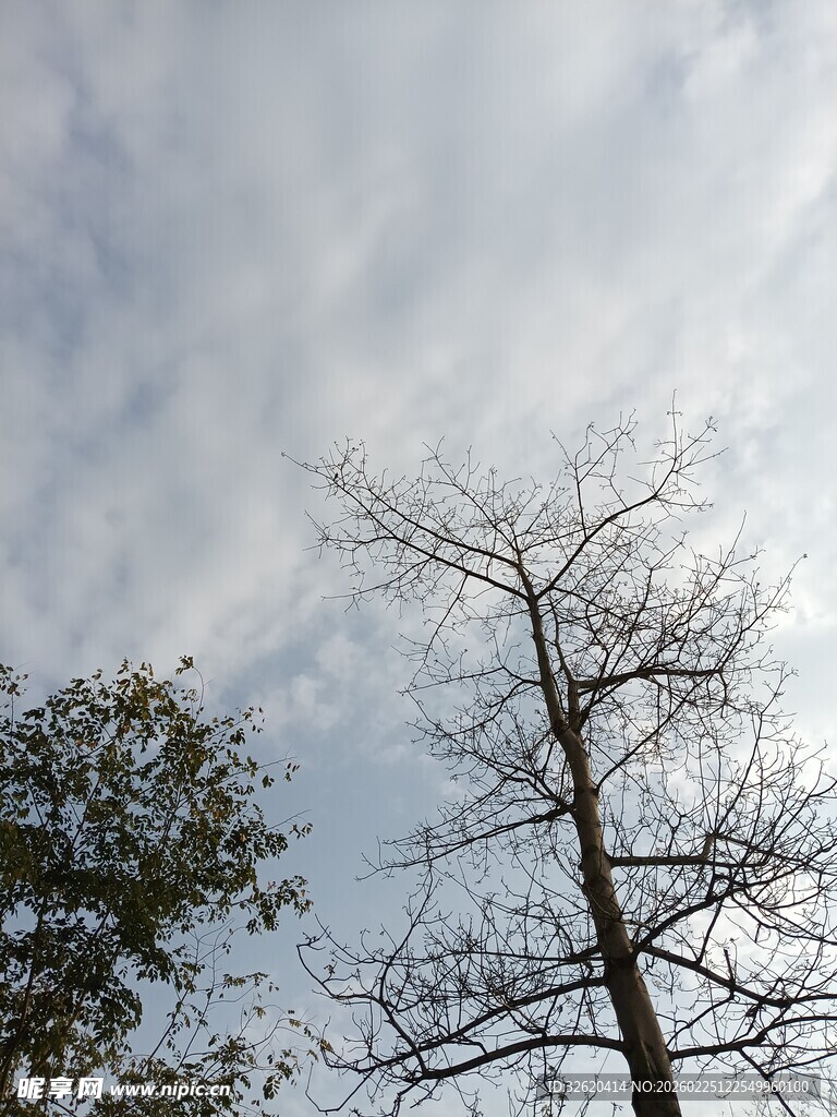 冬日枯树与天空景象