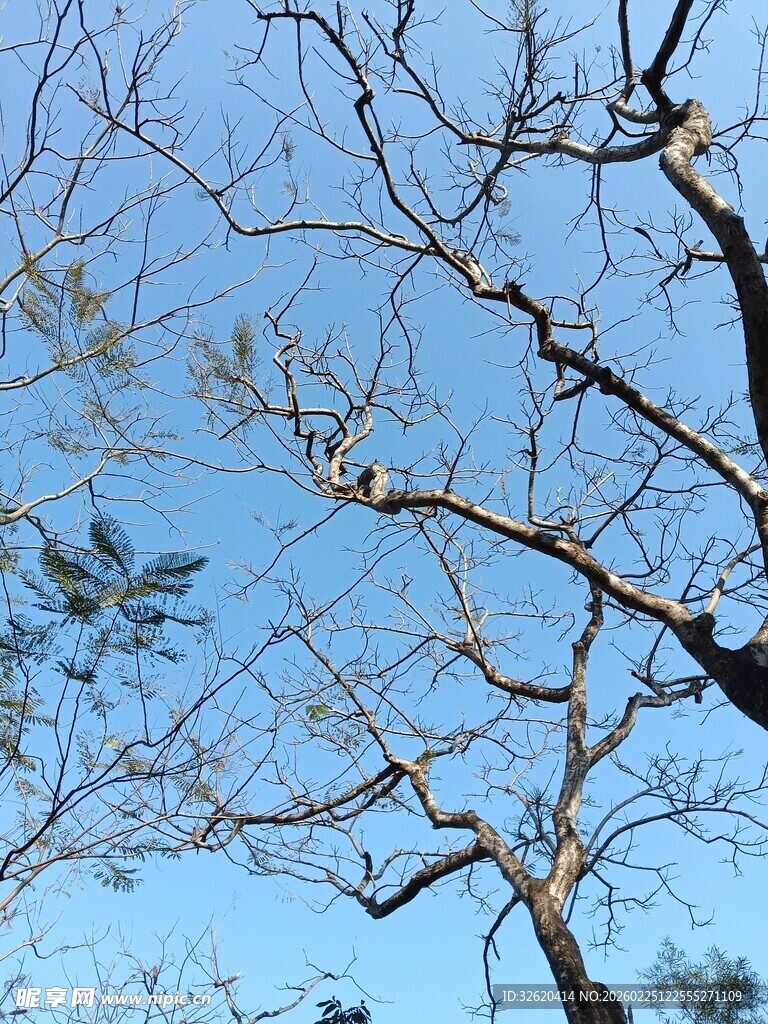 蓝天背景下的光秃树枝