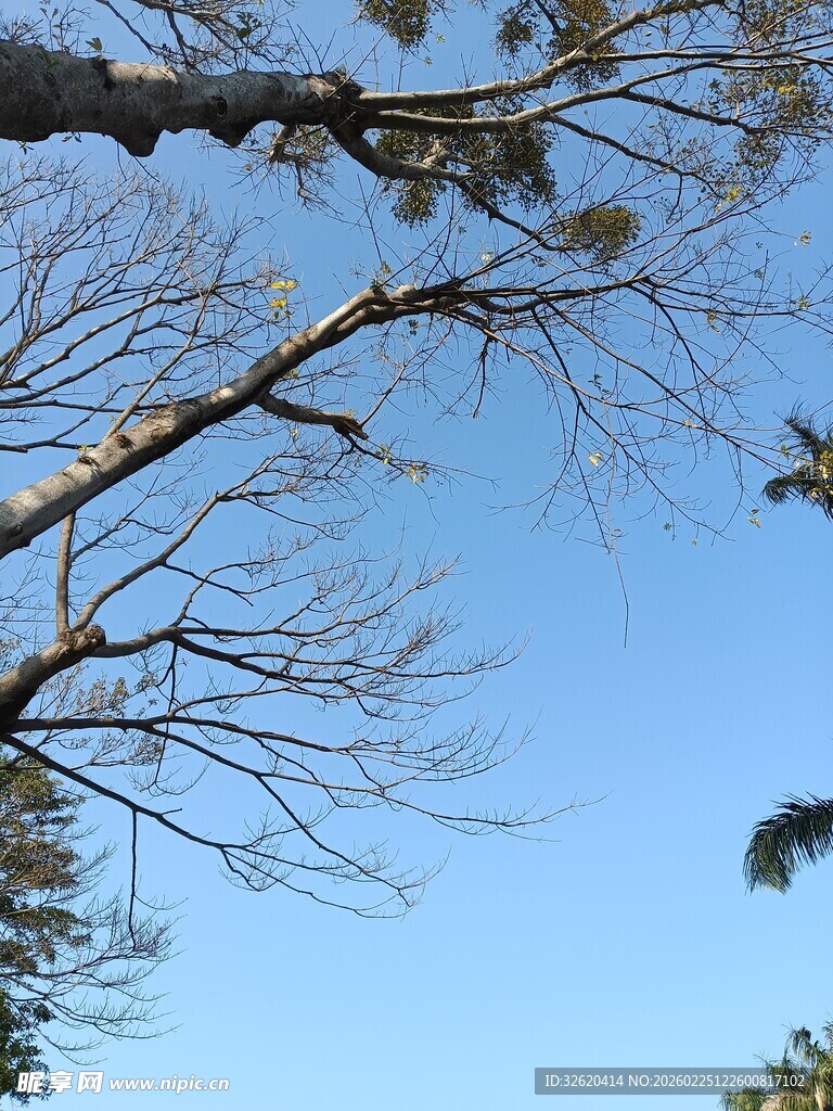 蓝天映衬下的光秃树枝