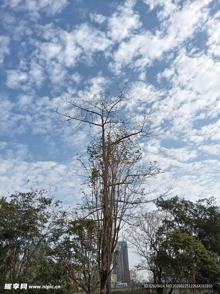 蓝天绿树间的挺拔树木
