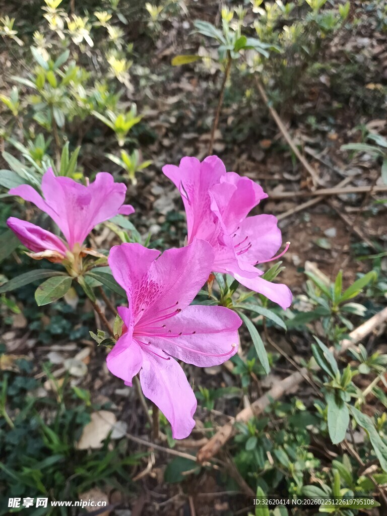 杜鹃花