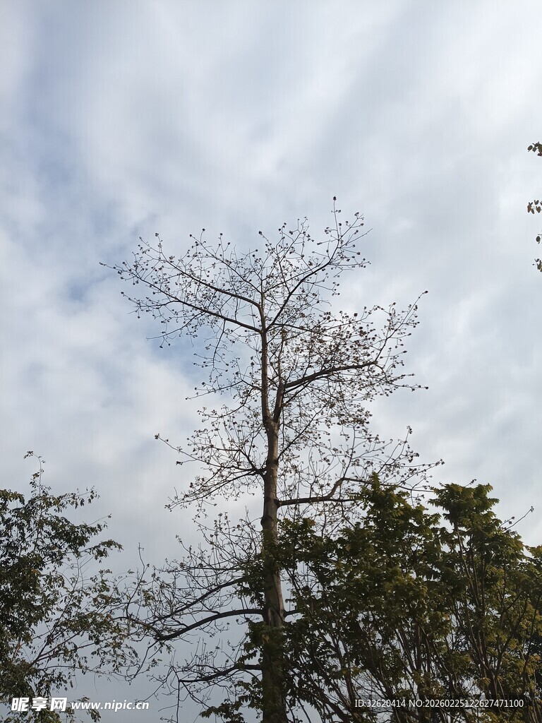 孤树傲立天际